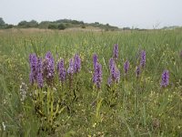 Dactylorhiza praetermissa 167, Rietorchis, Saxifraga-Willem van Kruijsbergen