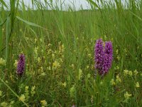 Dactylorhiza praetermissa 19, Gevlekte rietorchis, Saxifraga-Willem van Kruijsbergen