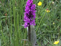 Dactylorhiza praetermissa 39, Rietorchis, Saxifraga-Peter Meininger