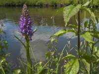 Dactylorhiza praetermissa 63, Rietorchis, Saxifraga-Jan van der Straaten