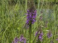 Dactylorhiza praetermissa 66, Rietorchis, Saxifraga-Jan van der Straaten