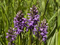 Dactylorhiza praetermissa 71, Rietorchis, Saxifraga-Jan van der Straaten