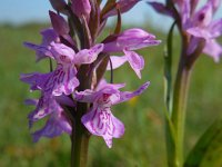 Dactylorhiza praetermissa ssp junialis 132, Gevlekte rietorchis, Saxifraga-Ed Stikvoort