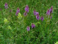 Dactylorhiza praetermissa ssp junialis 133, Gevlekte rietorchis, Saxifraga-Ed Stikvoort