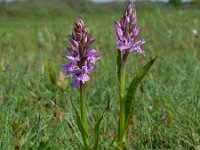 Dactylorhiza praetermissa ssp junialis 141, Gevlekte rietorchis, Saxifraga-Ed Stikvoort