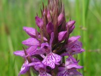 Dactylorhiza praetermissa ssp junialis 164, Gewone rietorchis, Saxifraga-Ed Stikvoort