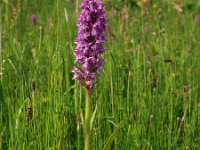 Dactylorhiza praetermissa ssp junialis 27, Gevlekte rietorchis, Saxifraga-Hans Dekker