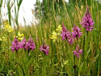 Dactylorhiza praetermissa ssp junialis 92, Gevlekte rietorchis, Saxifraga-Hans Dekker