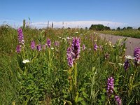 Dactylorhiza praetermissa ssp praetermissa 101, Rietorchis, Saxifraga-Hans Dekker