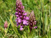 Dactylorhiza praetermissa ssp praetermissa 106, Rietorchis, Saxifraga-Hans Dekker