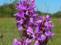 Dactylorhiza praetermissa ssp praetermissa 144, Rietorchis, Saxifraga-Ed Stikvoort