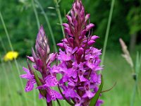 Dactylorhiza praetermissa ssp praetermissa 32, Gevlekte Rietorchis, Saxifraga-Hans Dekker