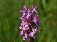 Dactylorhiza praetermissa ssp praetermissa 33, Gevlekte Rietorchis, Saxifraga-Hans Dekker