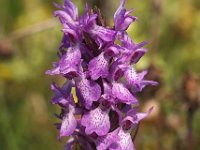 Dactylorhiza praetermissa ssp praetermissa 54, Gevlekte Rietorchis, Saxifraga-Hans Dekker