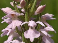 Dactylorhiza praetermissa ssp praetermissa 55, Gevlekte Rietorchis, Saxifraga-Hans Dekker