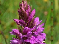 Dactylorhiza praetermissa ssp praetermissa 59, Gevlekte Rietorchis, Saxifraga-Hans Dekker