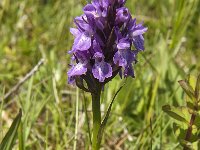 Dactylorhiza praetermissa ssp praetermissa 77, Rietorchis, Saxifraga-Jan van der Straaten