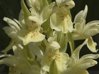 Dactylorhiza sambucina, Elder-flowered Orchid