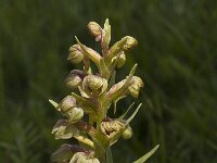 Dactylorhiza viridis, Frog Orchid