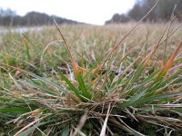 Danthonia decumbens, Common Heath-grass