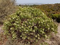 Daphne gnidium 15, Saxifraga-Ed Stikvoort