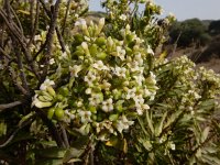 Daphne gnidium 16, Saxifraga-Ed Stikvoort