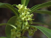 Daphne laureola 2, Zwart peperboompje, Saxifraga-Jan van der Straaten