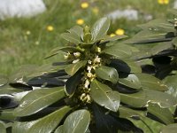 Daphne laureola ssp philippi 9, Saxifraga-Willem van Kruijsbergen