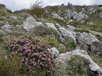 Daphne sericea 10, Saxifraga-Harry Jans