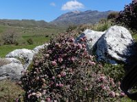 Daphne sericea 5, Saxifraga-Ed Stikvoort