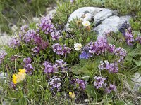 Daphne striata 23, Saxifraga-Luuk Vermeer