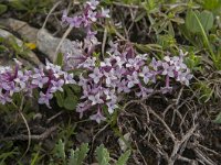 Daphne striata 25, Saxifraga-Luuk Vermeer