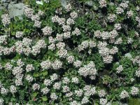 Daphne striata 29, Saxifraga-Jan van der Straaten