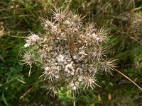 Daucus carota 17, Peen, Saxifraga-Rutger Barendse