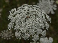 Daucus carota 44, Peen, Saxifraga-Jan van der Straaten