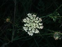 Daucus carota 5, Peen, Saxifraga-Jan van der Straaten