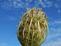 Daucus carota 63, Peen, Saxifraga-Ed Stikvoort