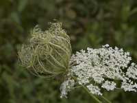 Daucus carota 65, Peen, Saxifraga-Willem van Kruijsbergen