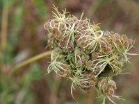 Daucus carota 70, Peen, Saxifraga-Tom Heijnen