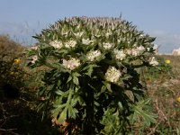 Daucus halophilus 11, Saxifraga-Ed Stikvoort