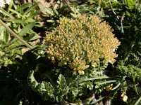 Daucus halophilus 12, Saxifraga-Ed Stikvoort