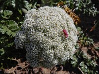 Daucus halophilus 14, Saxifraga-Ed Stikvoort