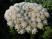 Daucus halophilus 16, Saxifraga-Ed Stikvoort