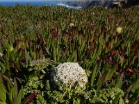 Daucus halophilus 18, Saxifraga-Ed Stikvoort