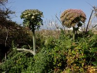 Daucus halophilus 22, Saxifraga-Ed Stikvoort