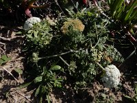 Daucus halophilus 24, Saxifraga-Ed Stikvoort