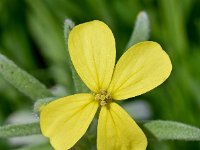 Degenia velebitica 4, Saxifraga-Sonja Bouwman  Degenia velebitica - Brassicaceae familie