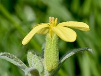 Degenia velebitica 5, Saxifraga-Sonja Bouwman  Degenia velebitica - Brassicaceae familie