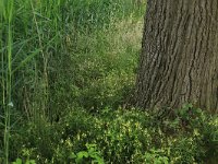 Deschampsia flexuosa 10, Bochtige smele, Saxifraga-Hans Boll