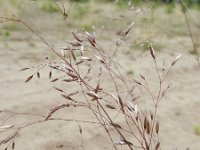 Deschampsia flexuosa 5, Bochtige smele, Saxifraga-Rutger Barendse